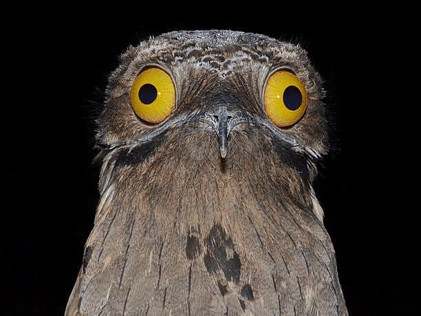 Echo: The Great Potoo Bird