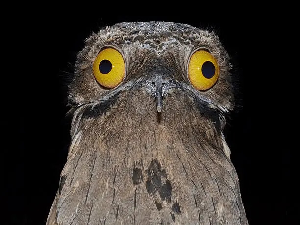 Echo: The Great Potoo Bird