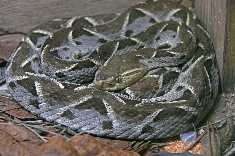 Be a Snake