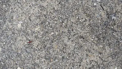 Gia Đình Hoàng Gia - Nhập Vai Giả Tưởng